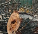 Аварийные деревья ликвидируют в Долинске