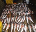 Жительница Поронайска открыла подпольный рыбный магазин 