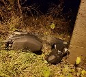 В аварии в Холмске пострадал мотоциклист