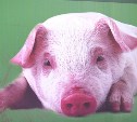 Фальшивую таранайскую свинину продают на сахалинских рынках 