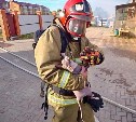 Пожарный на Сахалине спас кошку и дал ей свое средство защиты дыхания 