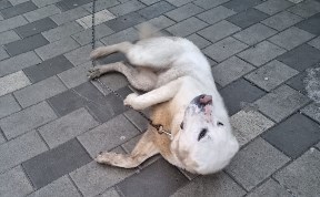 Общество