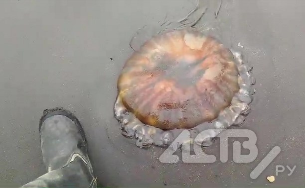 Медузами завалило побережье Северо-Курильска после шторма