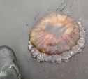 Медузами завалило побережье Северо-Курильска после шторма