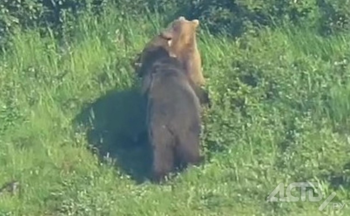 Медведей застукали за брачными играми на Северных Курилах - видео