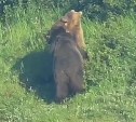 Медведей застукали за брачными играми на Северных Курилах - видео