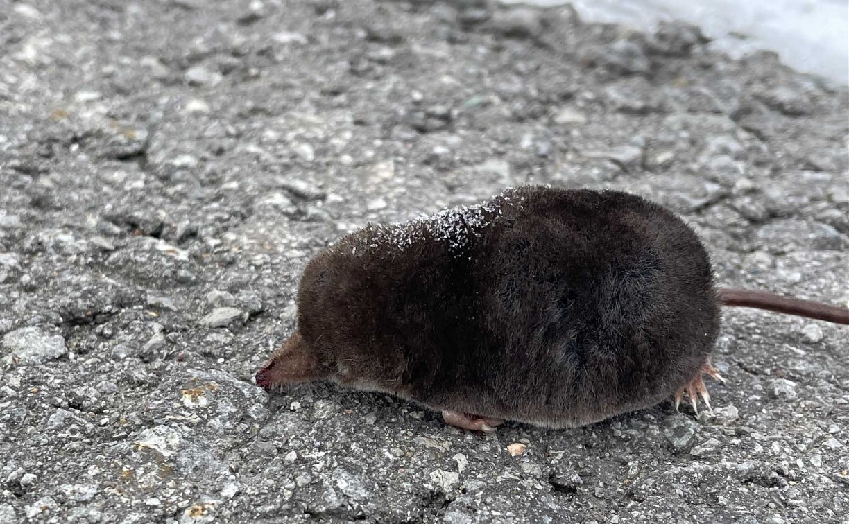 Незаметные хищники Курил: заповедник рассказал о крошечных млекопитающих редко попадаются на глаза человеку