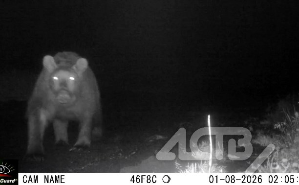 Сразу несколько медведей и любопытная лиса попали в фотоловушку на Курилах