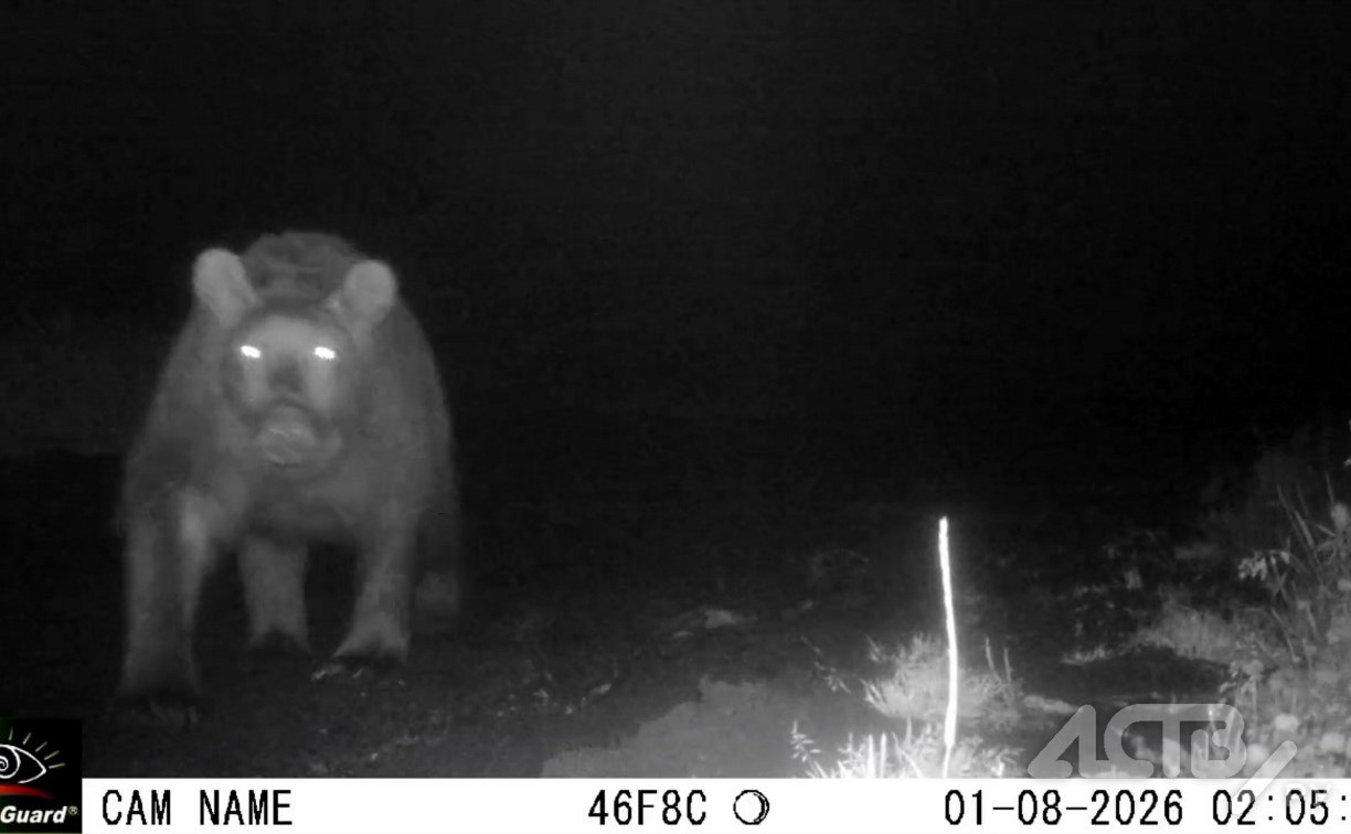 Сразу несколько медведей и любопытная лиса попали в фотоловушку на Курилах