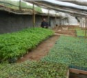 В «отравленной» земле растил островной совхоз овощи для сахалинцев