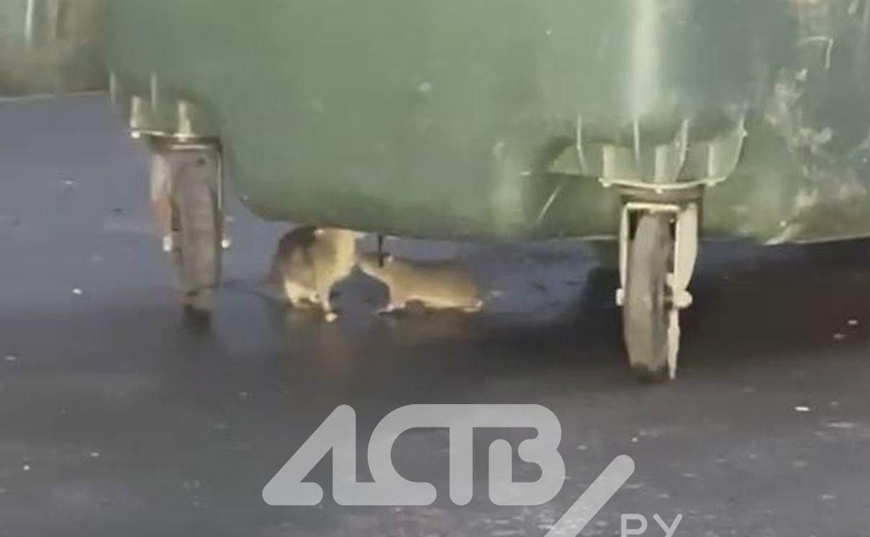 "У них гнездо прямо под аптекой": жители Южно-Сахалинска жалуются на "табуны" крыс
