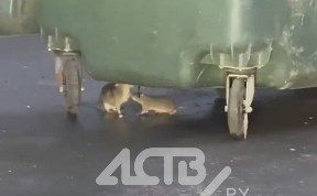 Общество