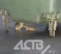 "У них гнездо прямо под аптекой": жители Южно-Сахалинска жалуются на "табуны" крыс