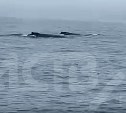У берегов Итурупа сняли на видео морских гигантов