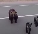 Эксперты: популярное видео с семьей медведей было снято не на Сахалине