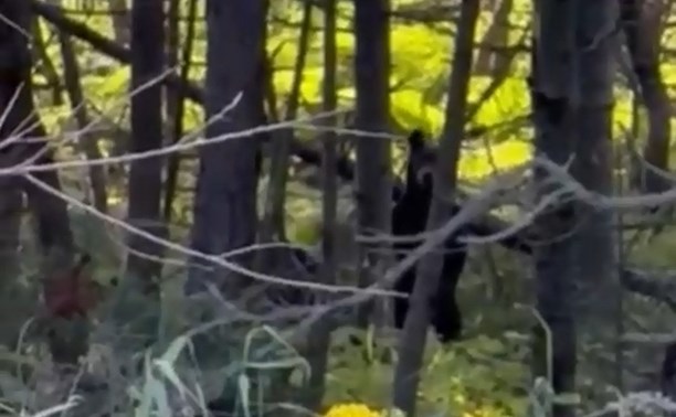 Два пугливых медведя бродят у дороги в Углегорском районе