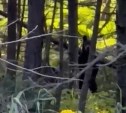 Два пугливых медведя бродят у дороги в Углегорском районе