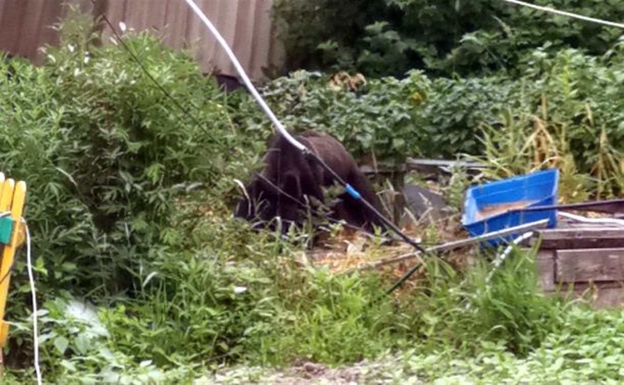 Медведь на Сахалине забрался в огород и объел всю клубнику и куст смородины