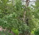 Обломанные во время грозы ветки опасно свисают над тропой в Южно-Сахалинске