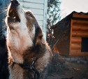 "Бешенство неизлечимо": Роспотребнадзор рекомендовал сахалинцам ставить прививку после укуса собаки