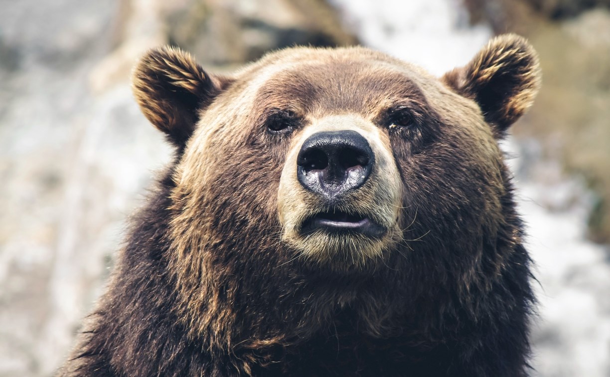 Перепуганный салютом медведь метался по сахалинскому селу