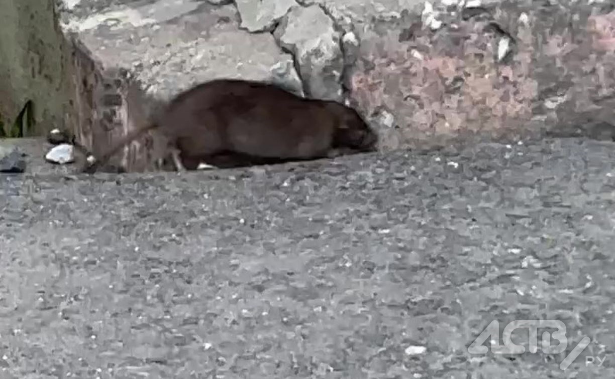 Крыса укусила ребёнка на площадке в Холмске: суд взыскал с управляющей компании 30 тысяч рублей