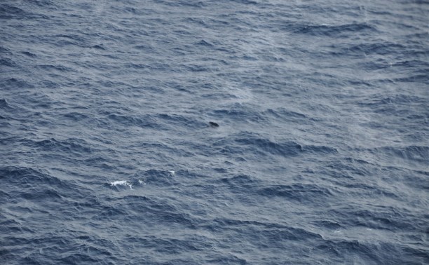 Стал известен список членов экипажа пропавшего в Японском море сахалинского судна