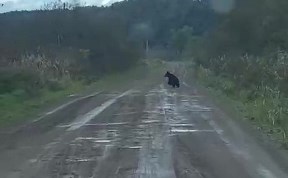 Происшествия