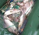 У браконьеров на Сахалине за неделю изъяли 22 сети, 2 транспортных средства и 158 кг рыбы 