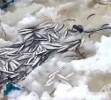 Корюшку из озера Изменчивого проверили в лаборатории: обнаружены нематоды и личинки