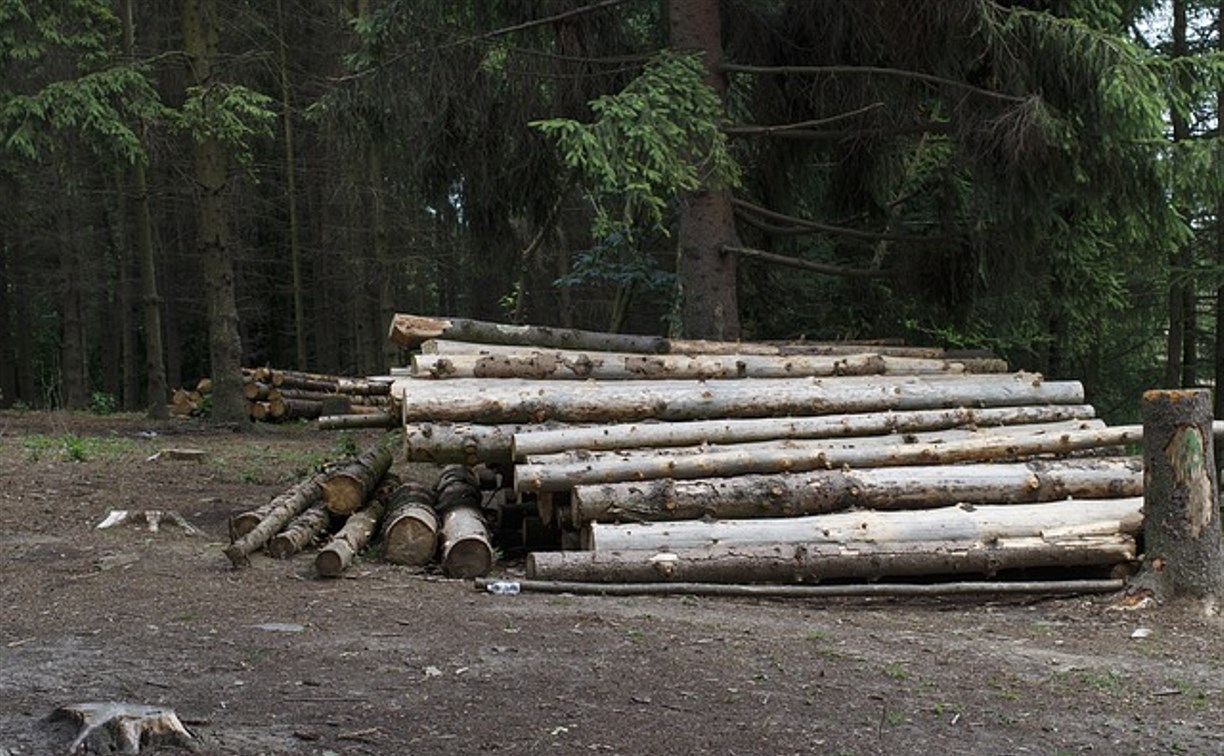 Технопарк по переработке леса появится на Сахалине