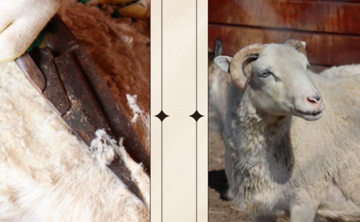 Овцам и баранам в сахалинском зоопарке сделали модельные стрижки