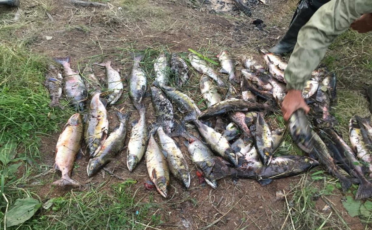 Факты браконьерства  зафиксировали в Охинском районе