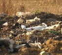 Предприниматели по ночам тайно сваливают мусор на окраине Южно-Сахалинска