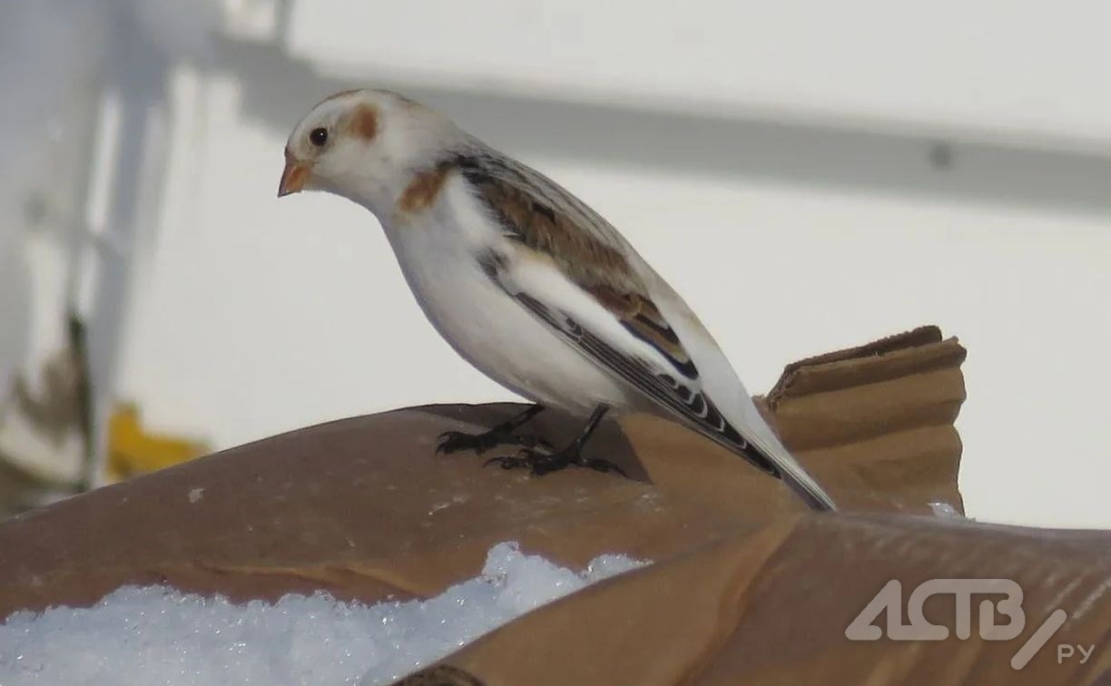 Снег и гололедица: синоптики уточнили прогноз погоды на юге Сахалина 2 марта
