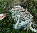 На побережье Углегорского района снова произошел аномальный выброс кальмаров