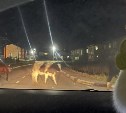 Ночное рандеву: коровы посреди дороги чуть не спровоцировали ДТП на Кунашире