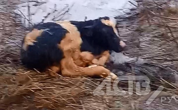 Корова с новорождённым теленком мёрзнет в центре Южно-Курильска
