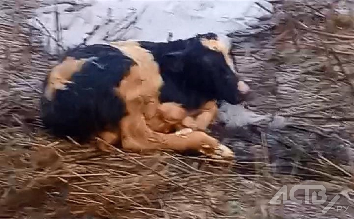 Корова с новорождённым теленком мёрзнет в центре Южно-Курильска