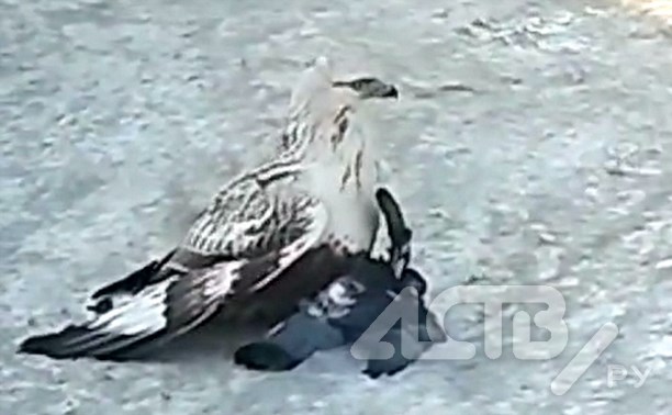 Перелётный мохноногий канюк обосновался в Поронайске и охотится за крысами и голубями