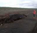 Неведомого зверя выбросило море в районе Буссе на Сахалине (ФОТО)
