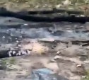 Развели костер и разворошили урну: южносахалинские подростки атаковали детскую площадку