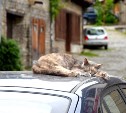 Бездомные котики "заселяются" в автомобили с наступлением холодов: что делать