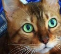 В Южно-Сахалинске из окна выпала бенгальская кошка с изумрудными глазами