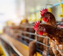 Десять тонн курятины с остатками антибиотиков завезли на Сахалин