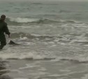 "Пошла, родная!": сахалинские рыбаки попытались спасти молодую морскую свинью