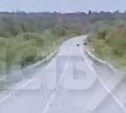 Очевидец: "Медведица с медвежатами отправилась в бухту Тихая"