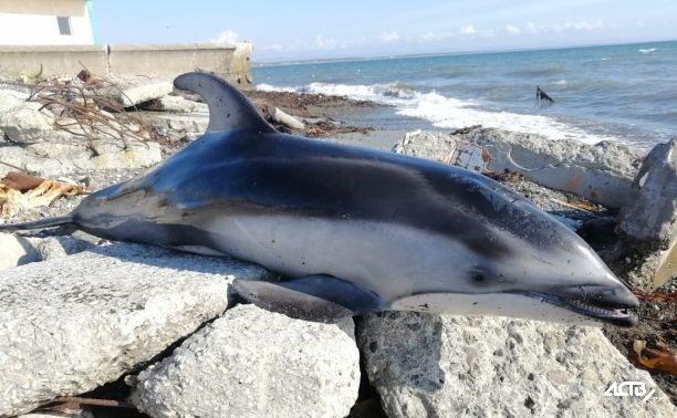 На берег Сахалина выбросило мёртвого дельфина