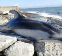На берег Сахалина выбросило мёртвого дельфина