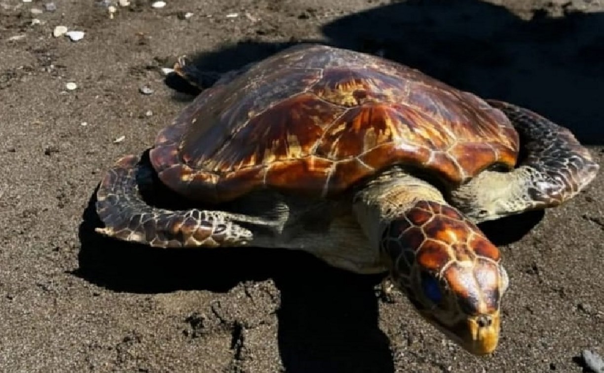Соцсети: морскую черепаху выбросило на берег в Анивском районе 